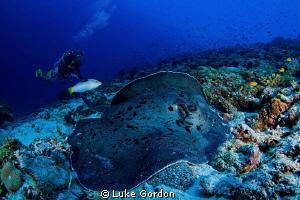 10mm, F11, 1/80......Stingray by Luke Gordon 